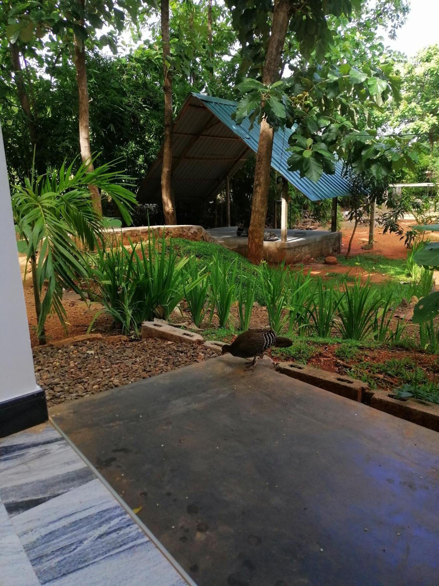 Malwathu Oya Forest Garden Anuradhapura Eksteriør billede